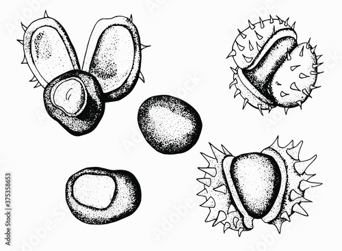 Set of chestnuts. White background, isolator. Stock illustration. Line art.