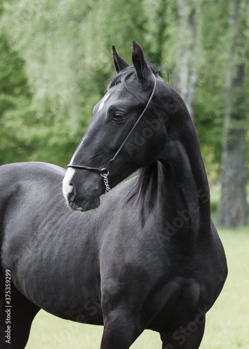 Portrait of a beautiful black horse looks back on natural green summer background, head closeup