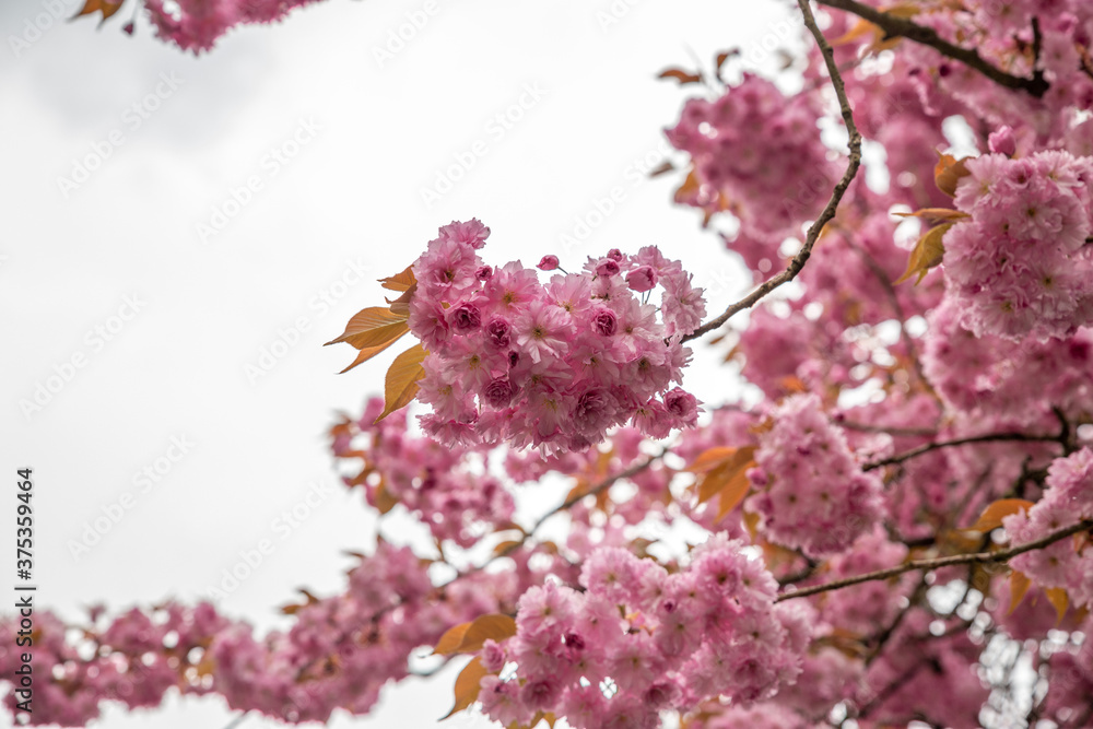rosa Kirschblüten an Kirschbaum(Sakura) im Frühling vor weißem Hintergrund rosa Kirschblüten an Kirschbaum(Sakura) im Frühling vor weißem Hintergrund