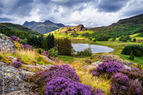 Murais de parede The view of Blea Tarn in the Lake District with heather in bloom.