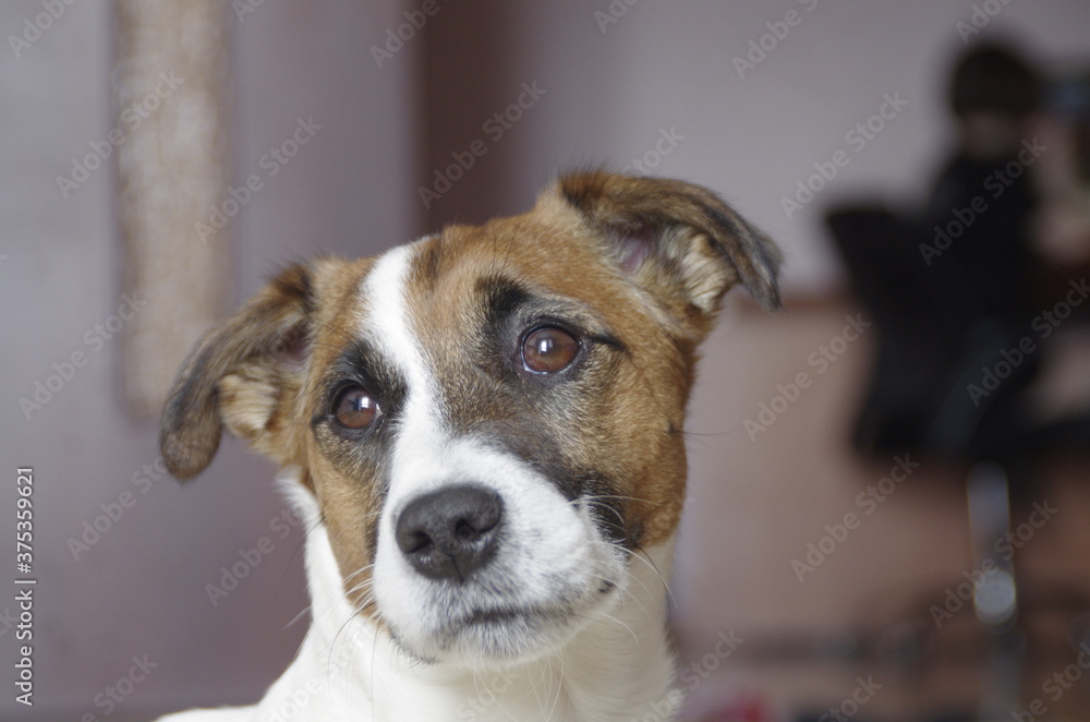 pensive Jack Russell Terrier looking out the window