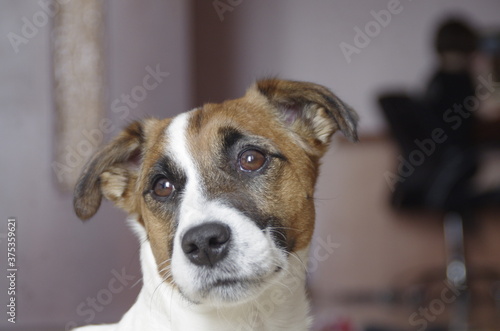 pensive Jack Russell Terrier looking out the window © Мария Бакулина