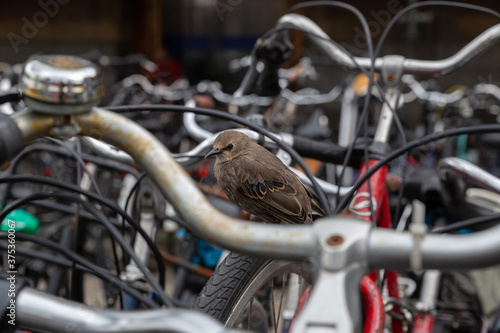 junger Vogel Star mit braunem Gefieder sitzt zwischen geparkten Fahrrädern in Amsterdam, nähe Amsterdam Centraal