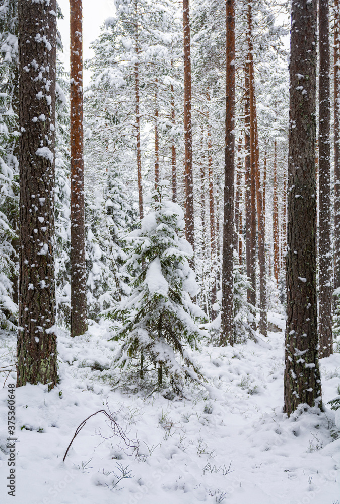 Snow covered young spruce in the winter forest, pine tree trunks and snow, Nuuksio national park, Espoo, Finland