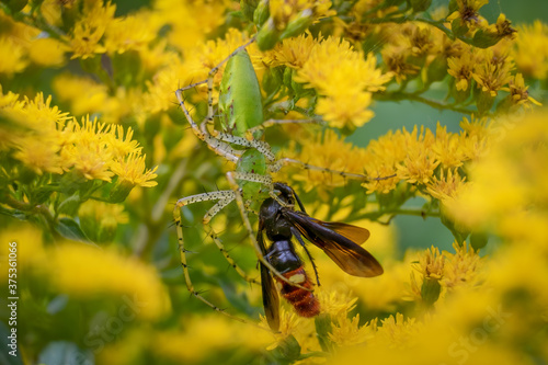 A Green lynx spider (Peucetia viridans) has captured a Two-spotted Scoliid Wasp. Raleigh, North Carolina. photo