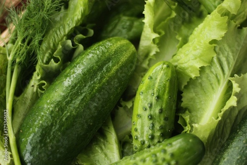 Cucumbers lettuce and dill on the table macro