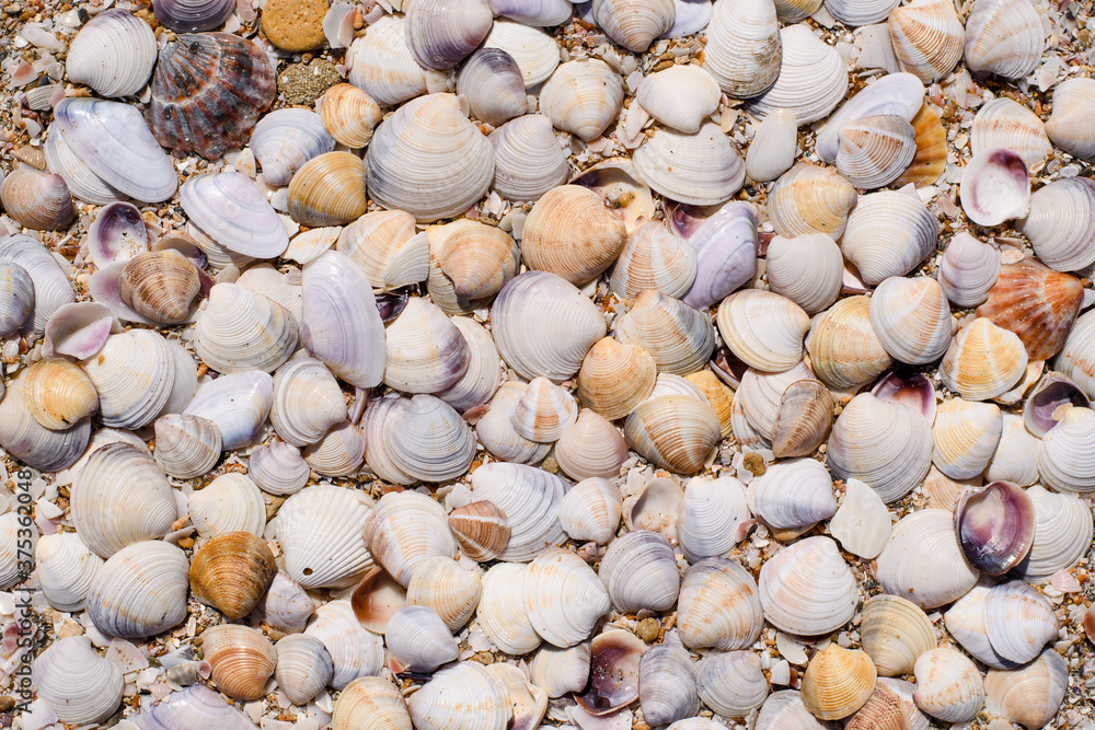 Lots of seashells on the beach. Background on the marine theme.