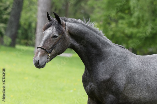 Portrait of a beautiful dark gray horse on natural green summer background  head closeup