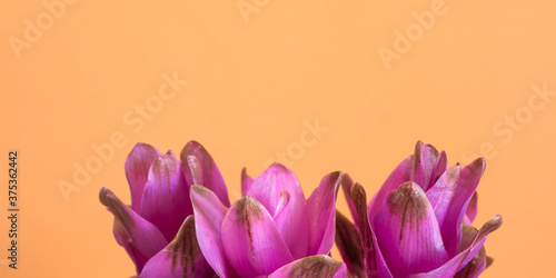 Purple Curcuma Siam tulip flowers on cantaloupe orange background. Beautiful floral decor