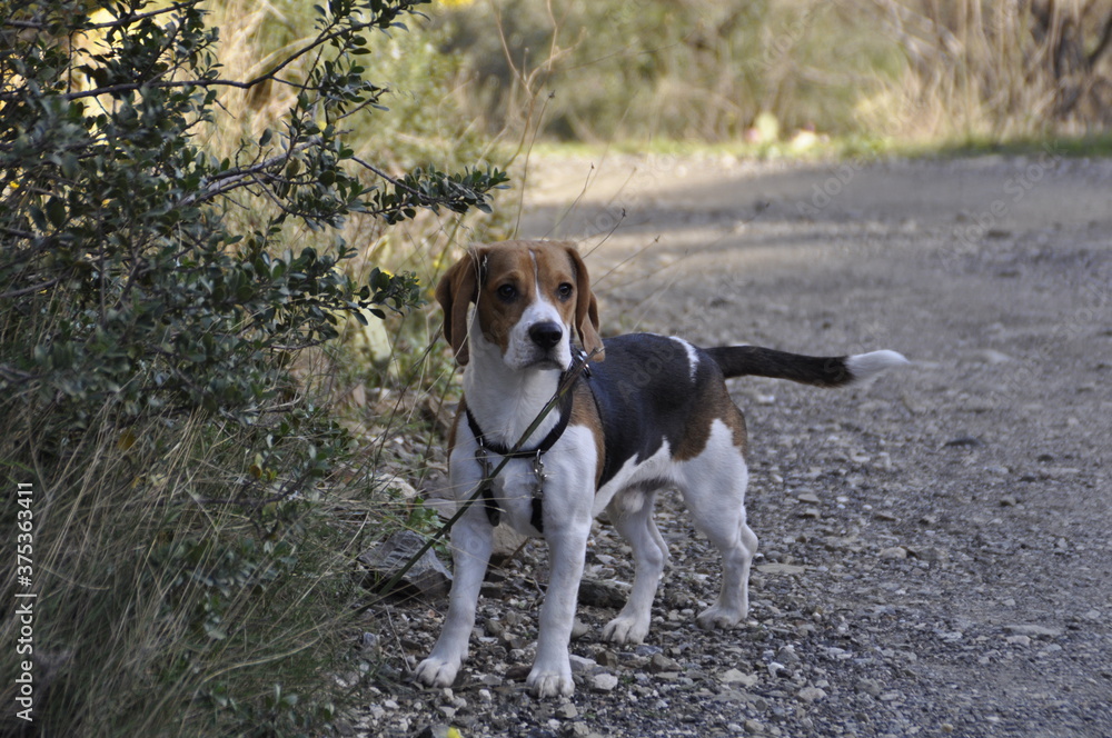 Perro beagle en el campo observando 
