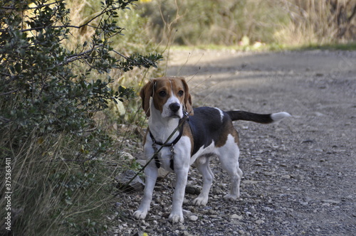 Perro beagle en el campo observando 