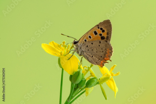 а little butterfly Lycaena thersamon on a field flower on a summer day in a forest glade photo