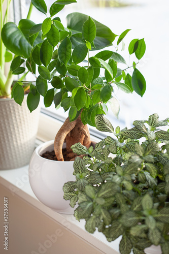 green houseplants fittonia, monstera and ficus microcarpa ginseng in white flowerpots on window photo