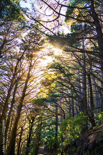 Sunlight breaks through tall pine trees over a trail in a forest on the slopes of the mountain.