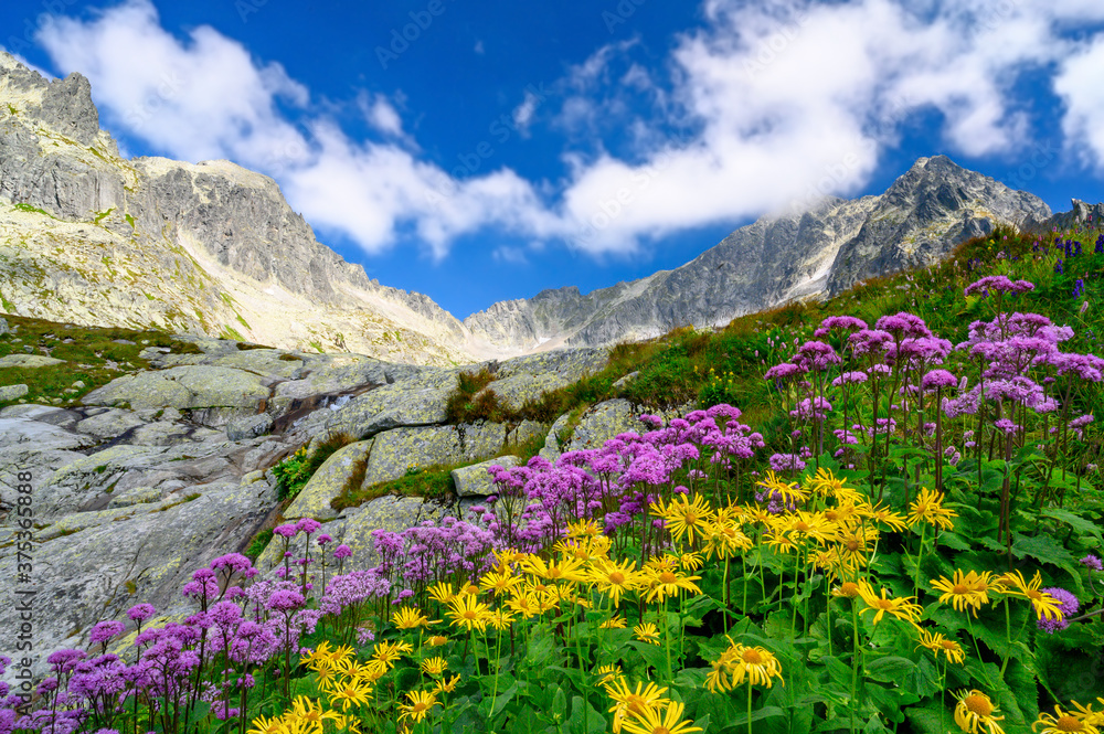 Fototapeta premium In the foreground mountain flowers in the Tatra National Park. In the background rocky peaks with blue sky and clouds.