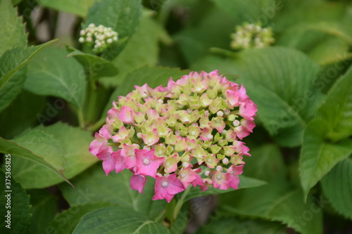 Hortensia empezando a florecer