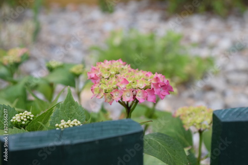 Hortensia floreciendo  a principios de primavera