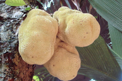 Close-up of a breadfruit, considered edible in Soth East Asia,  but illegal in  USA photo