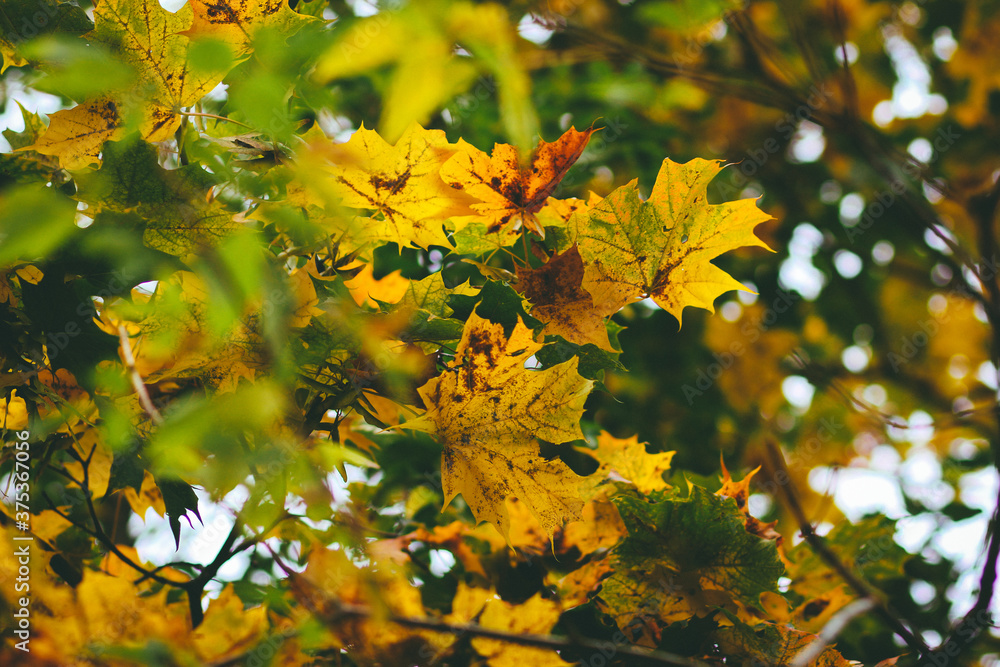 bright fallen off maple leaves on the ground in autumn bright fallen off maple leaves on the ground in autumn