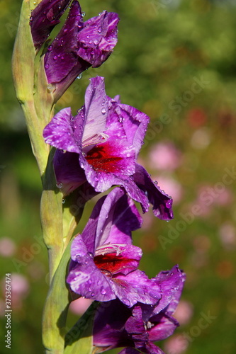 Purple gladiolus flowers with water drops. Decorative bouquet. Blooming garden. Macro image of flora. Wallpaper, background and postcard.