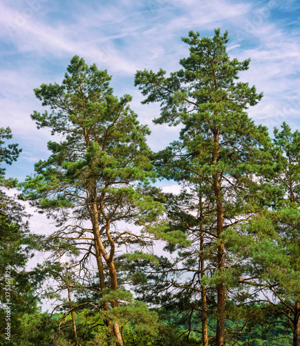 pine trees in a forest look up at the blue sky