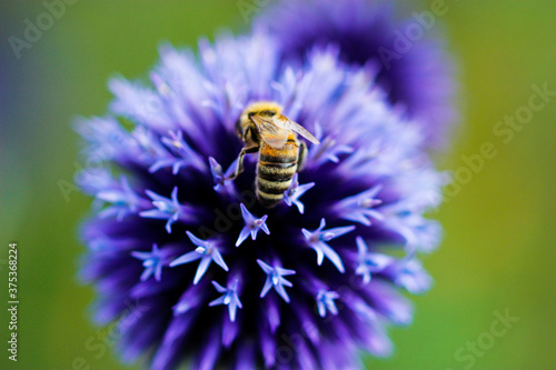 bee on a flower © Marlen