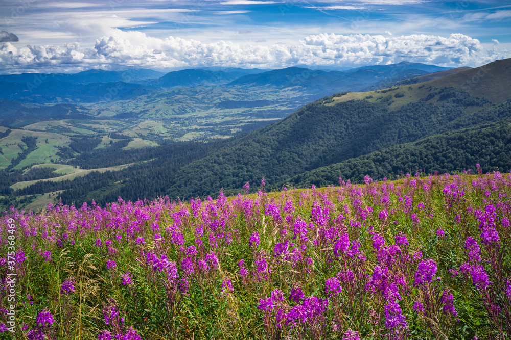 Pink flowers Ivan tea among the blue mountains Pink flowers Ivan tea among the blue mountains