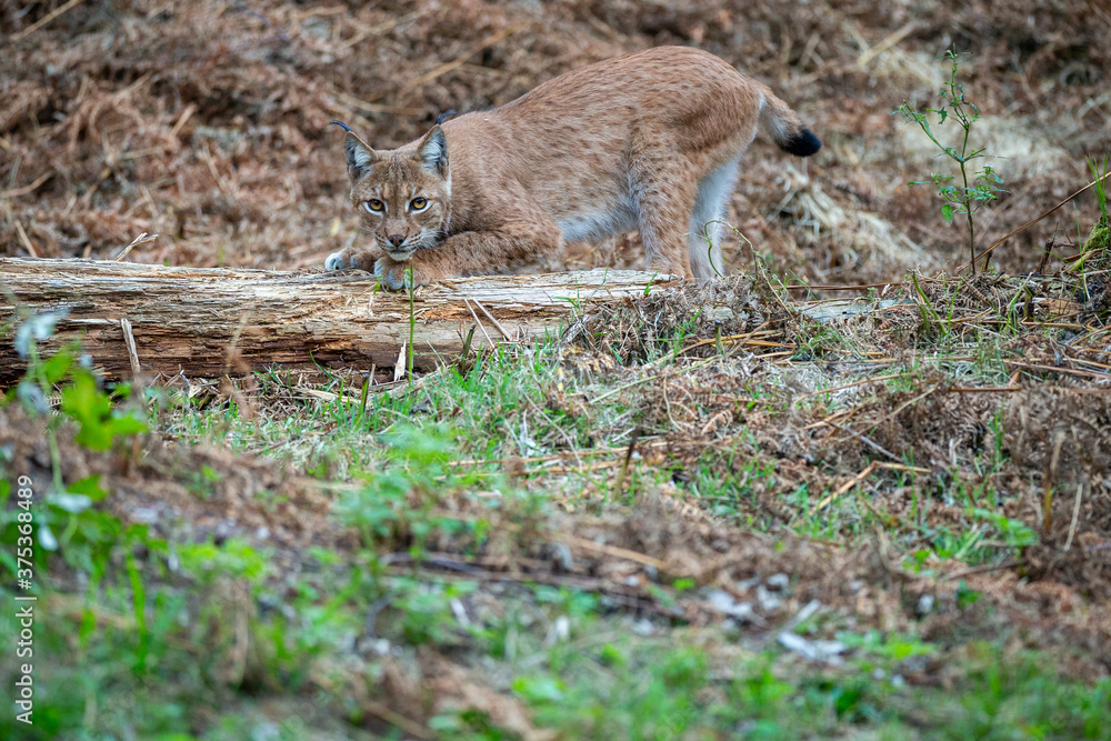 Beautiful and endangered lynx in the nature habitat