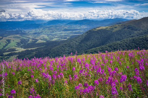 Pink flowers Ivan tea among the blue mountains