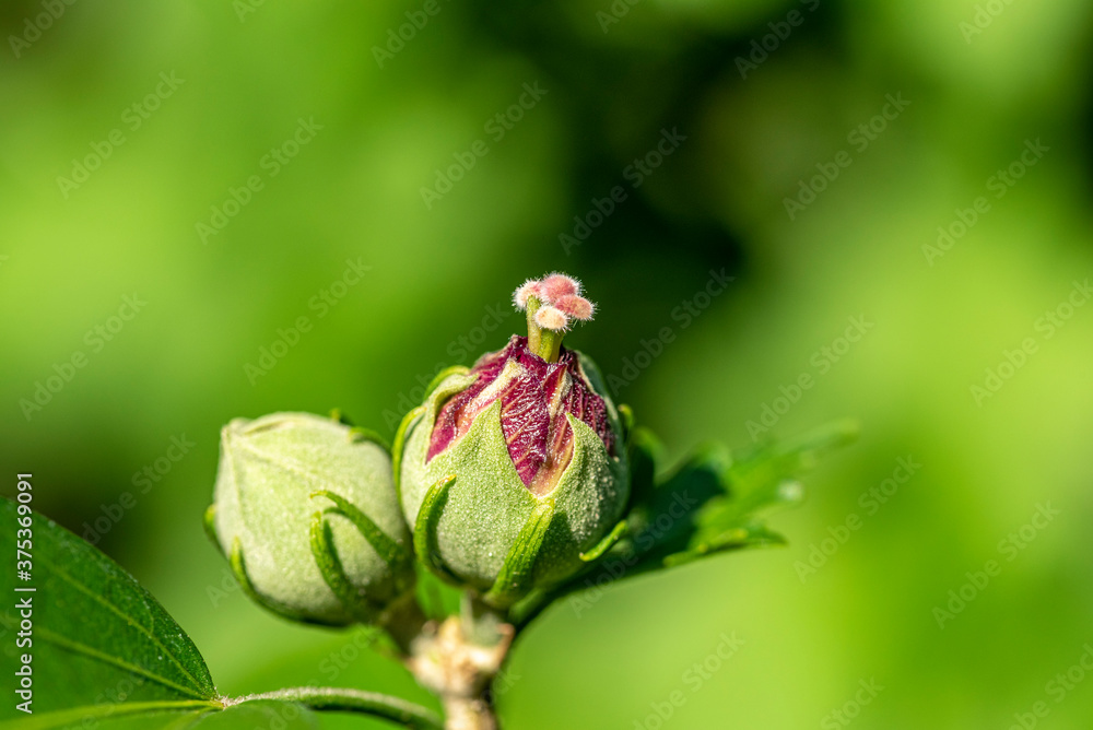 schön, Makro, Hintergrund, natürlich, Natur, Pflanze, Garten, Sommer, Rot, Frühling, Blüte, Grün, Blatt, Blume, Nahaufnahme, Magenta, Rosa, Schönheit, Busch, Botanik, Frische, Zweig, Kopf, Wachsen, Te schön, Makro, Hintergrund, natürlich, Natur, Pflanze, Garten, Sommer, Rot, Frühling, Blüte, Grün, Blatt, Blume, Nahaufnahme, Magenta, Rosa, Schönheit, Busch, Botanik, Frische, Zweig, Kopf, Wachsen, Te