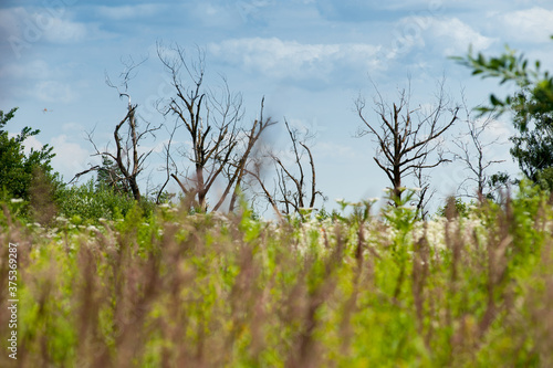 autumn grass and silhouettes of dry trees in the background