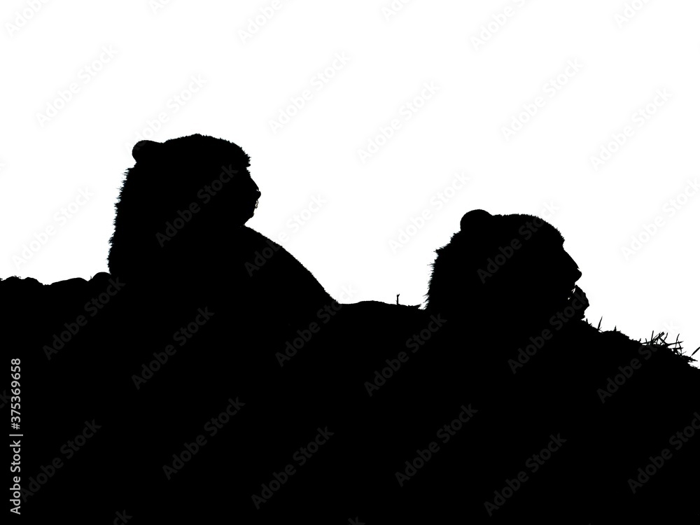 custom made wallpaper toronto digitalThe cheetah, Acinonyx jubatus, silhouette. High quality photo
