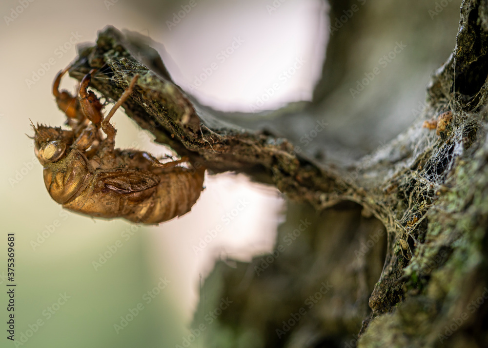 A fragile exoskeleton clinging to a tree is all that remains of a cicada that has transformed by molting and flying away. A fragile exoskeleton clinging to a tree is all that remains of a cicada that has transformed by molting and flying away.