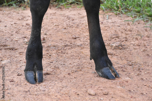 Calf's hooves 