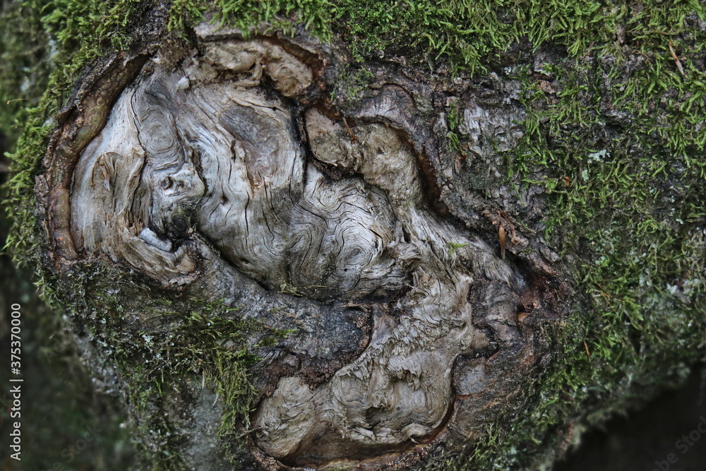 alte Narbe an einer Baumwurzel mit kurioser Form Photos Adobe Stock