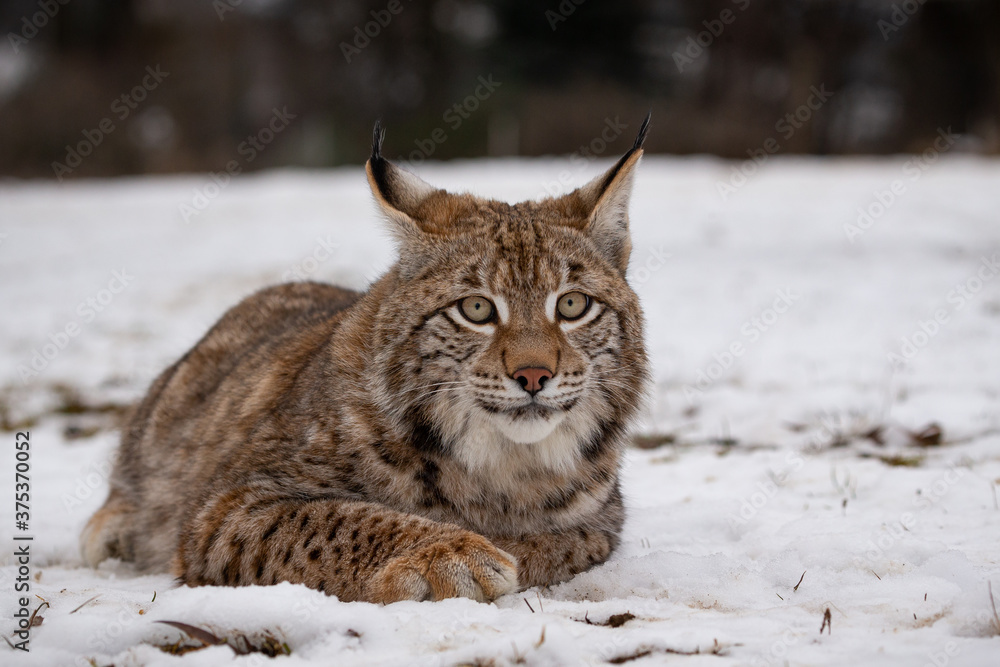 Beautiful and endangered lynx in the nature habitat Beautiful and endangered lynx in the nature habitat