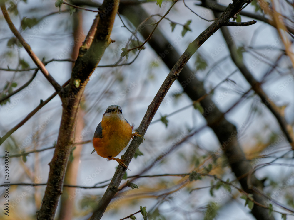 custom made wallpaper toronto digitalThe Eurasian nuthatch or wood nuthatch, Sitta europaea, is a small bird found throughout the Palearctic and in Europe, where its name is the nuthatch.
