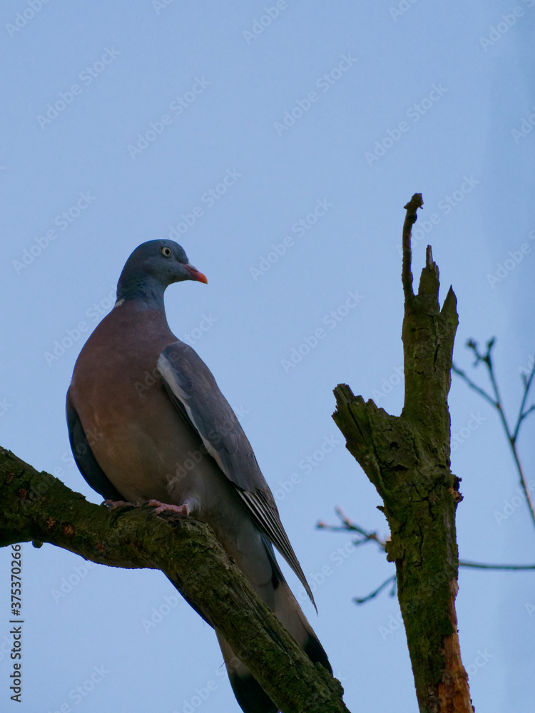 custom made wallpaper toronto digitalThe common wood pigeon, Columba palumbus, is a large species in the dove and pigeon family.