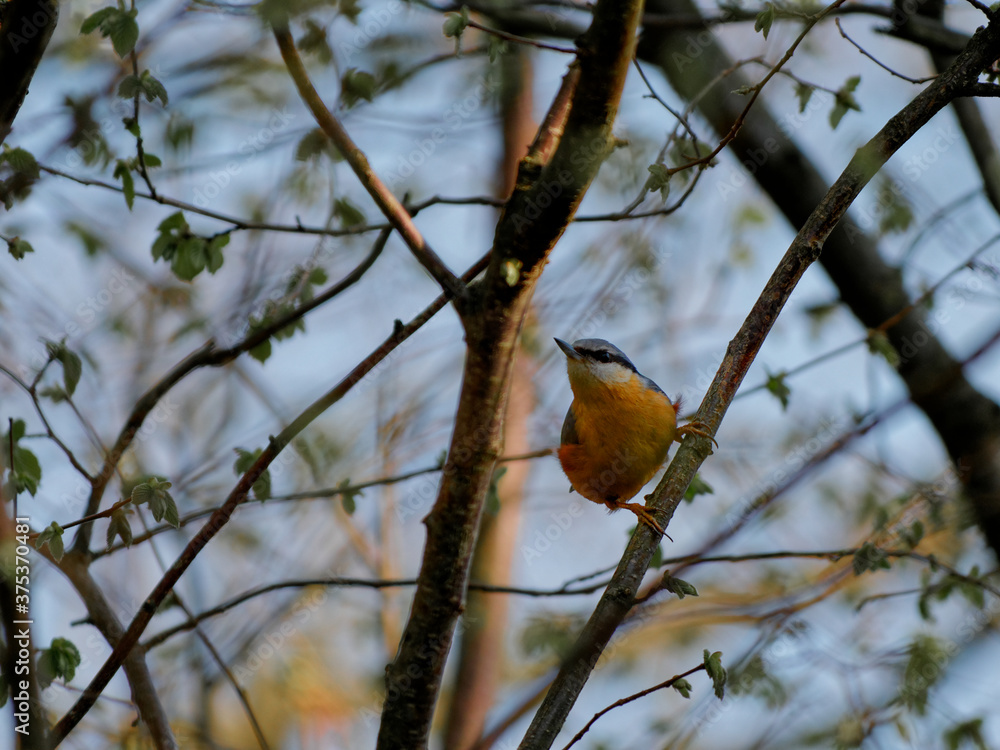 custom made wallpaper toronto digitalThe Eurasian nuthatch or wood nuthatch, Sitta europaea, is a small bird found throughout the Palearctic and in Europe, where its name is the nuthatch.