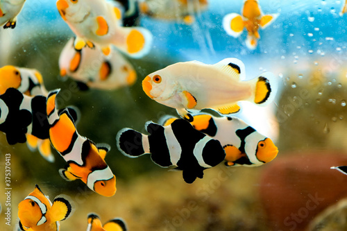 Beautiful colored clown fish in the aquarium