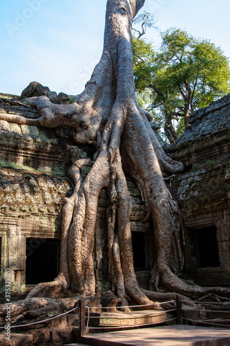   berwachsener Tempel in Angkor