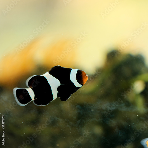 Beautiful colored clown fish in the aquarium