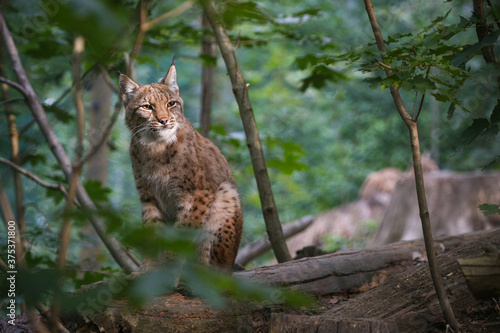 Beautiful and endangered lynx in the nature habitat
