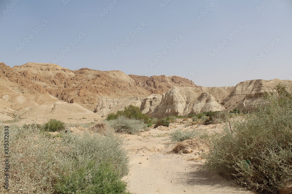 desert landscape in the desert