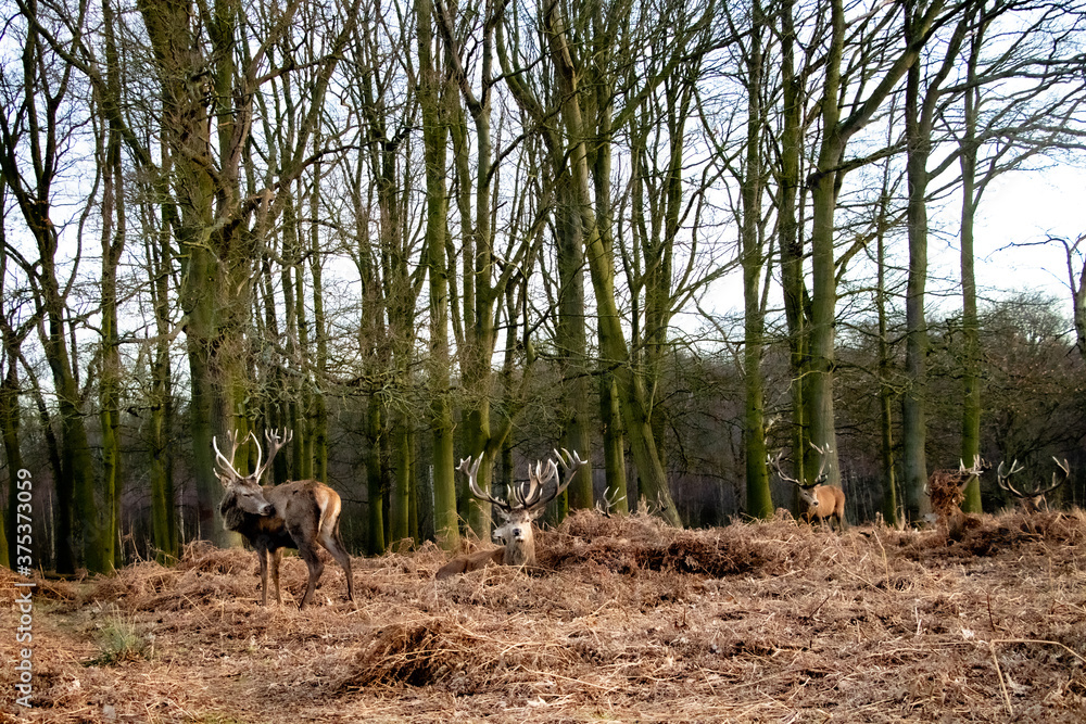 Obraz premium deer in the field