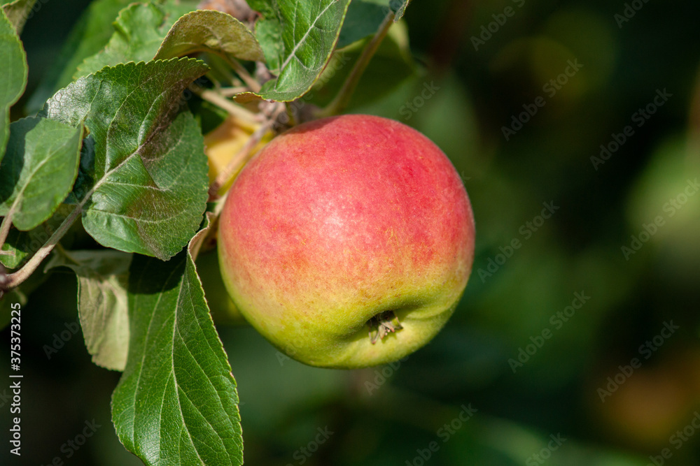 Red ripe Apple on a branch on a Sunny day. Selective focus Red ripe Apple on a branch on a Sunny day. Selective focus