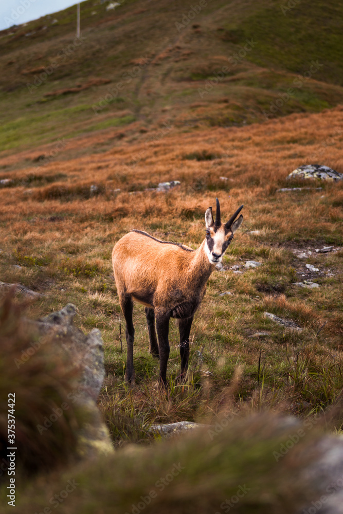 Wild Tatra Chamois on the hill, Rupicapra rupicapra tatrica, Low Tatras mountains, Tatra National Park, Slovakia Wild Tatra Chamois on the hill, Rupicapra rupicapra tatrica, Low Tatras mountains, Tatra National Park, Slovakia