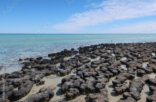 Hamelin Pool Stromatolites Shark Bay
