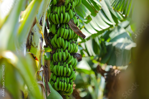 fresh green banana field in india