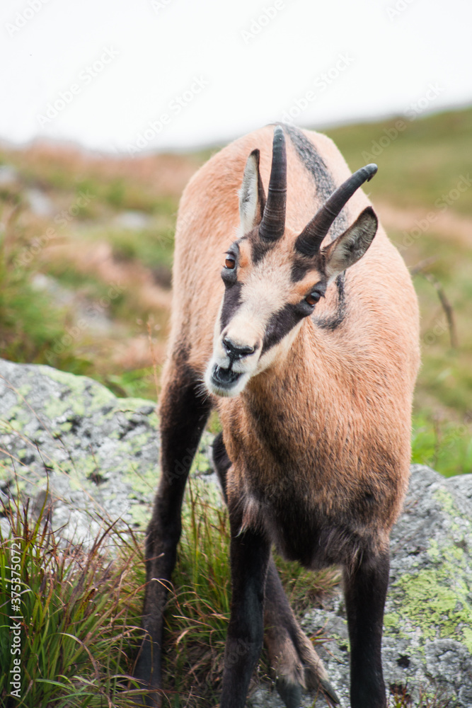 Portrait of tatra chamois, rupicapra rupicapra tatrica, looking to the camera, in nature Portrait of tatra chamois, rupicapra rupicapra tatrica, looking to the camera, in nature